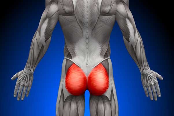Importance of strong gluteus muscles.
